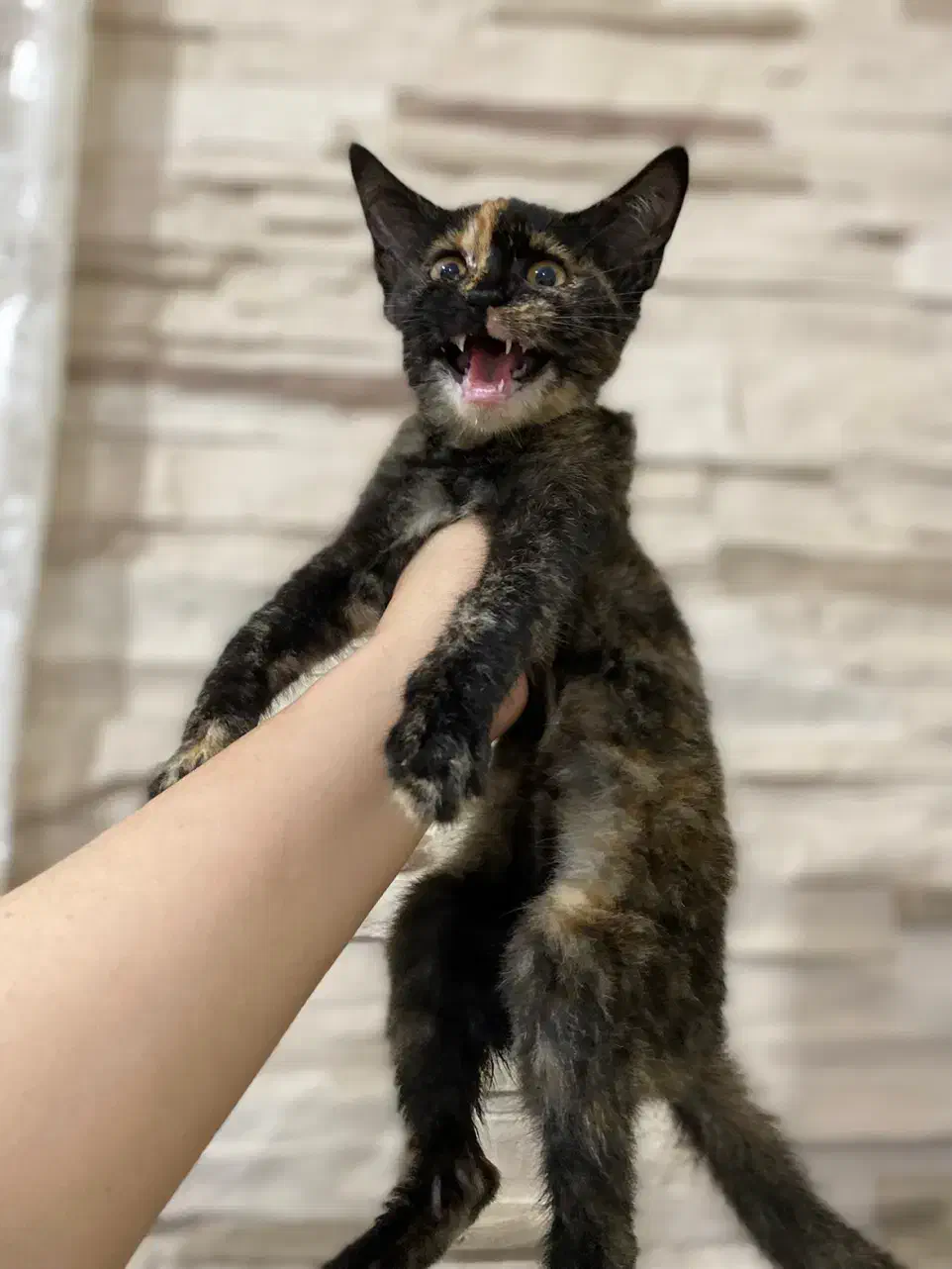 واگذاری پیشی کوچولو|گربه|رشت, سعدی (تختی)|دیوار