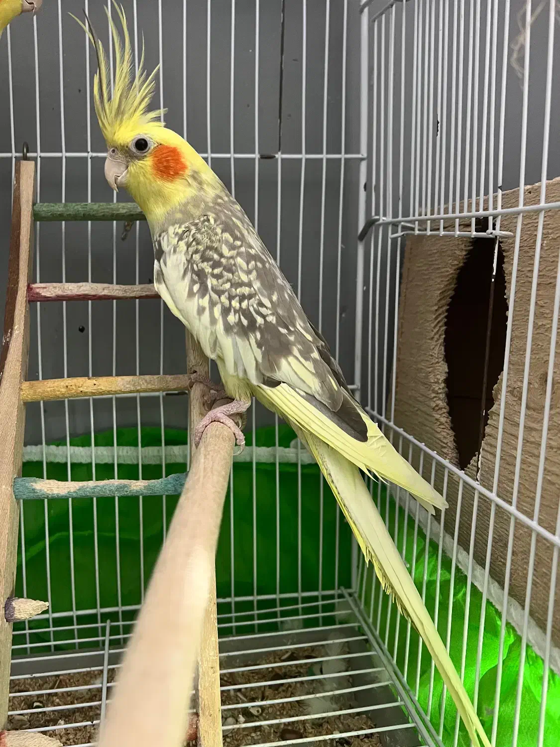 یکجفت طوطی عروس مولد|پرنده|بهشهر, |دیوار