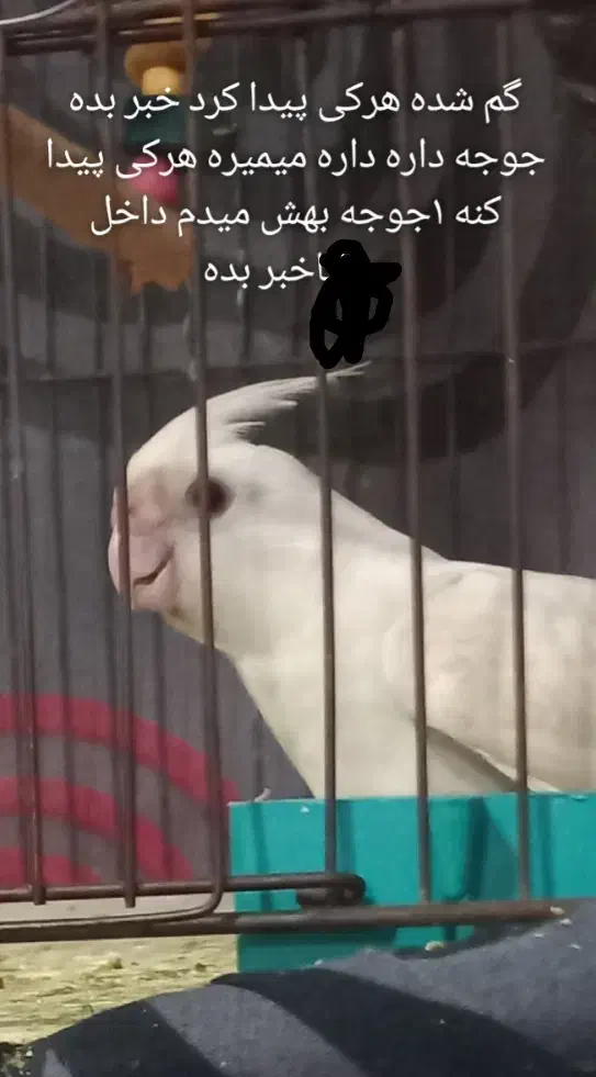 عروس هلندی گم شده|حیوانات|فسارود, |دیوار