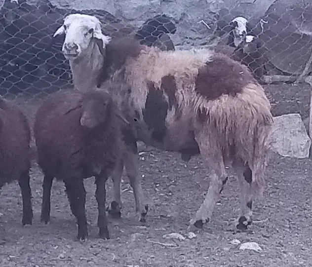 (چکی۱۵تا۳۰روز) قوچ پلنگی ودوبر.بره میش بز فروخته د|حیوانات مزرعه|داران, |دیوار