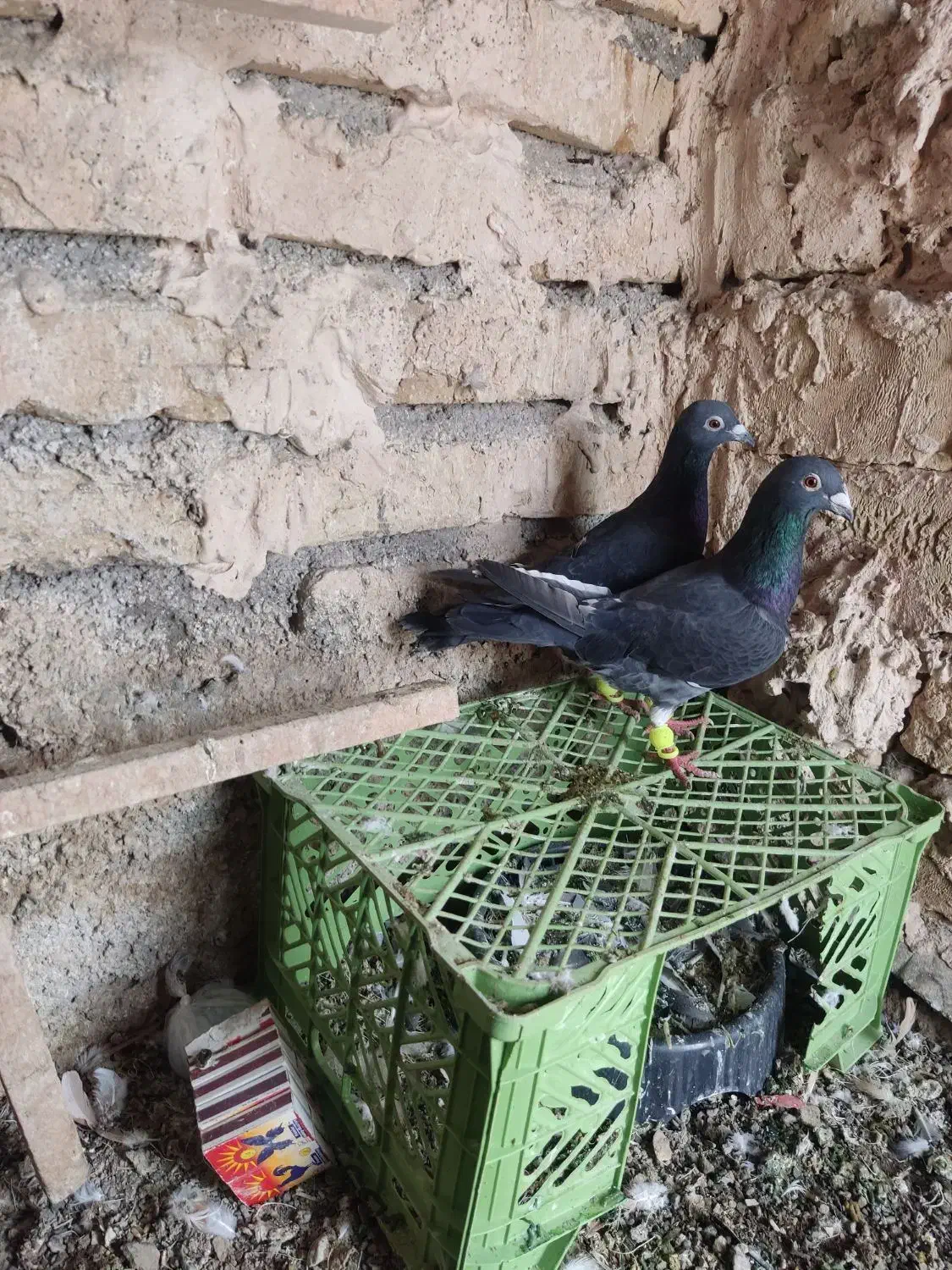 کفتر قره|پرنده|تربت‌حیدریه, هاشمی‌نژاد|دیوار