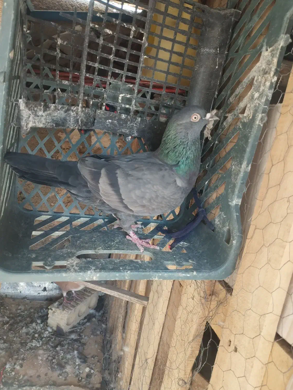 کفتر ماده|پرنده|مرودشت, بیست متری بیمارستان|دیوار