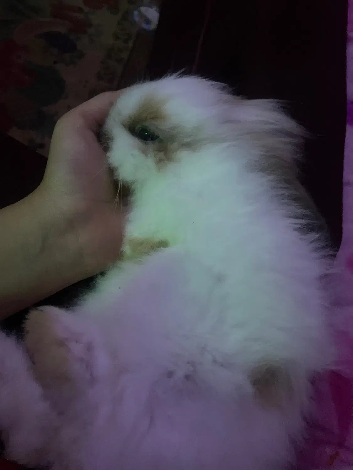 خرگوش لپ هلندی بالغ|موش و خرگوش|ایرانشهر, |دیوار