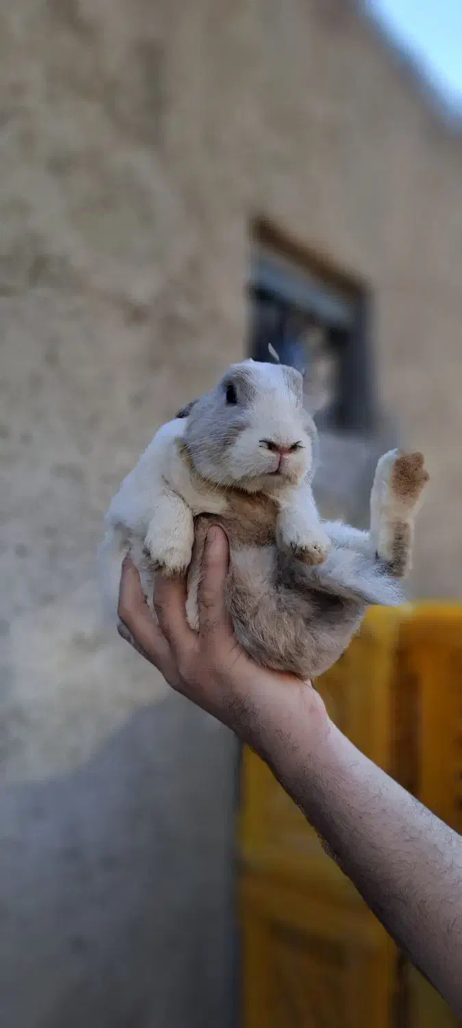 خرگوش|موش و خرگوش|همدان, |دیوار