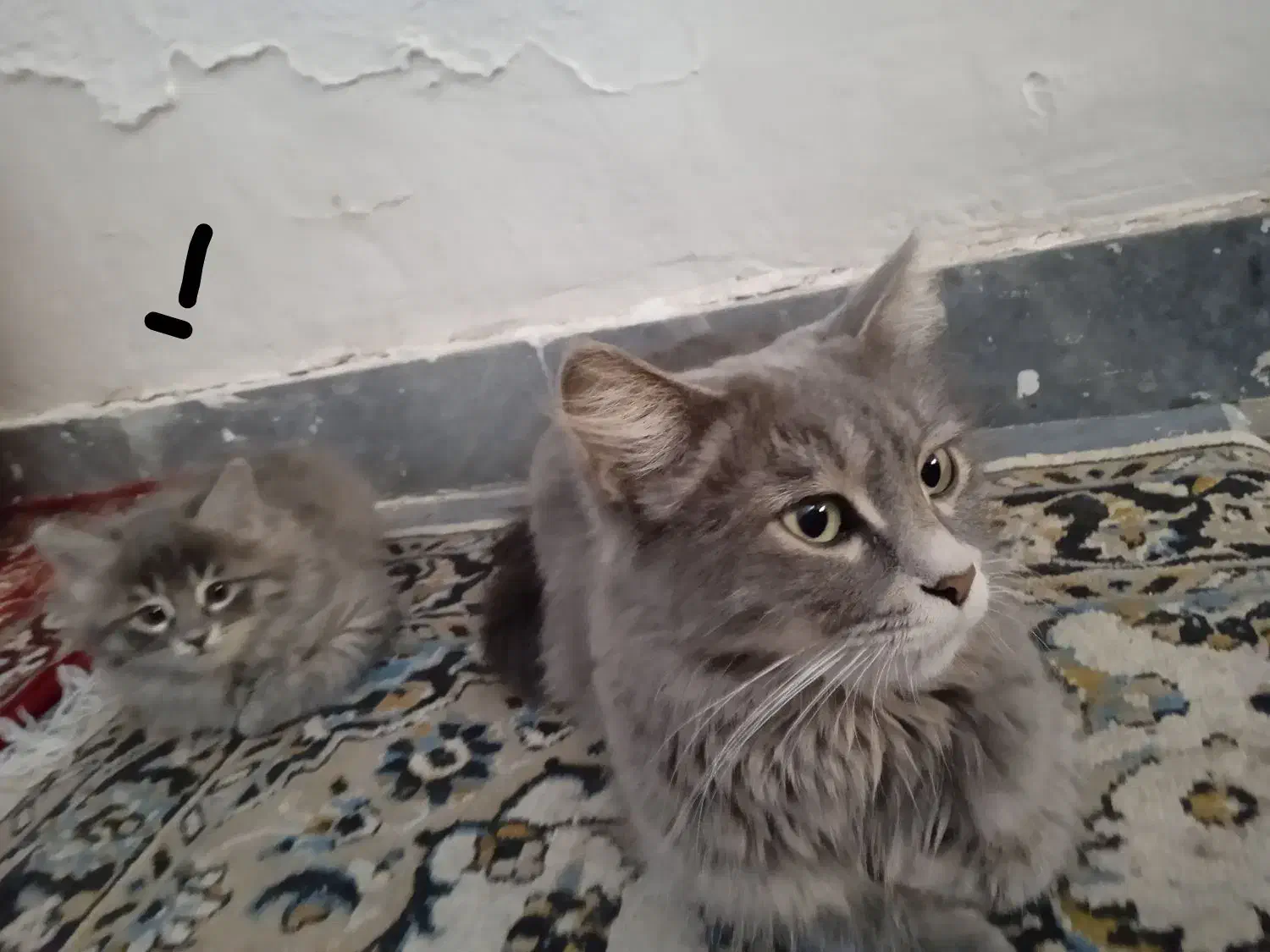 بچه گربه ملوس|گربه|سهند, |دیوار