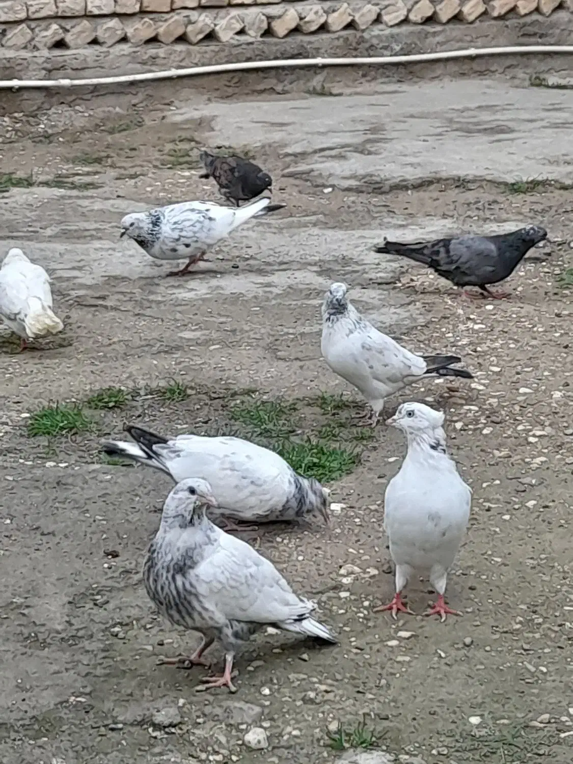 کفتر های بندرترکمن|پرنده|بندر ترکمن, |دیوار