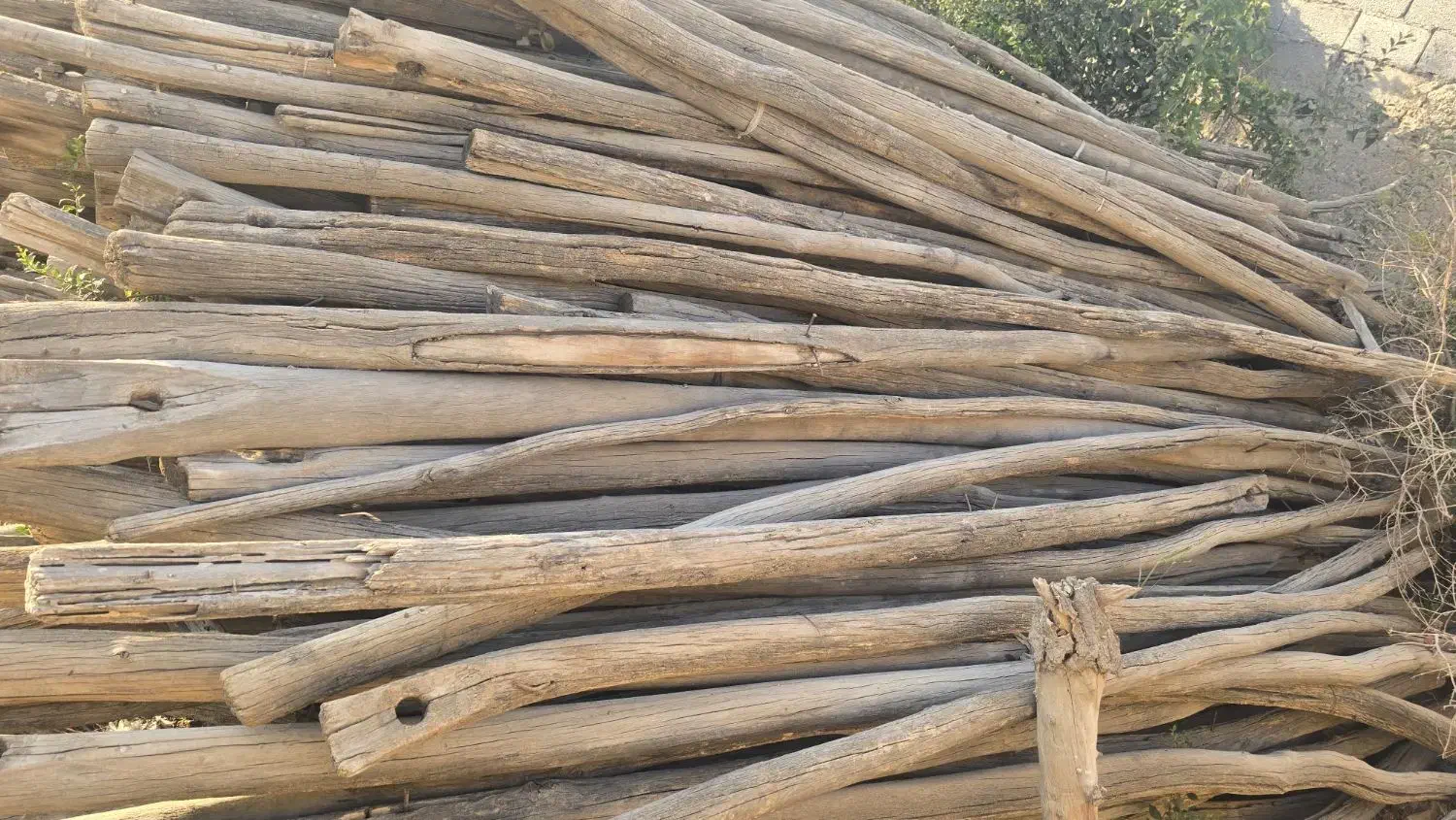 چوب داربست انگور/هیزم برای اتش|خدمات باغبانی و درختکاری|اصفهان, قائمیه|دیوار