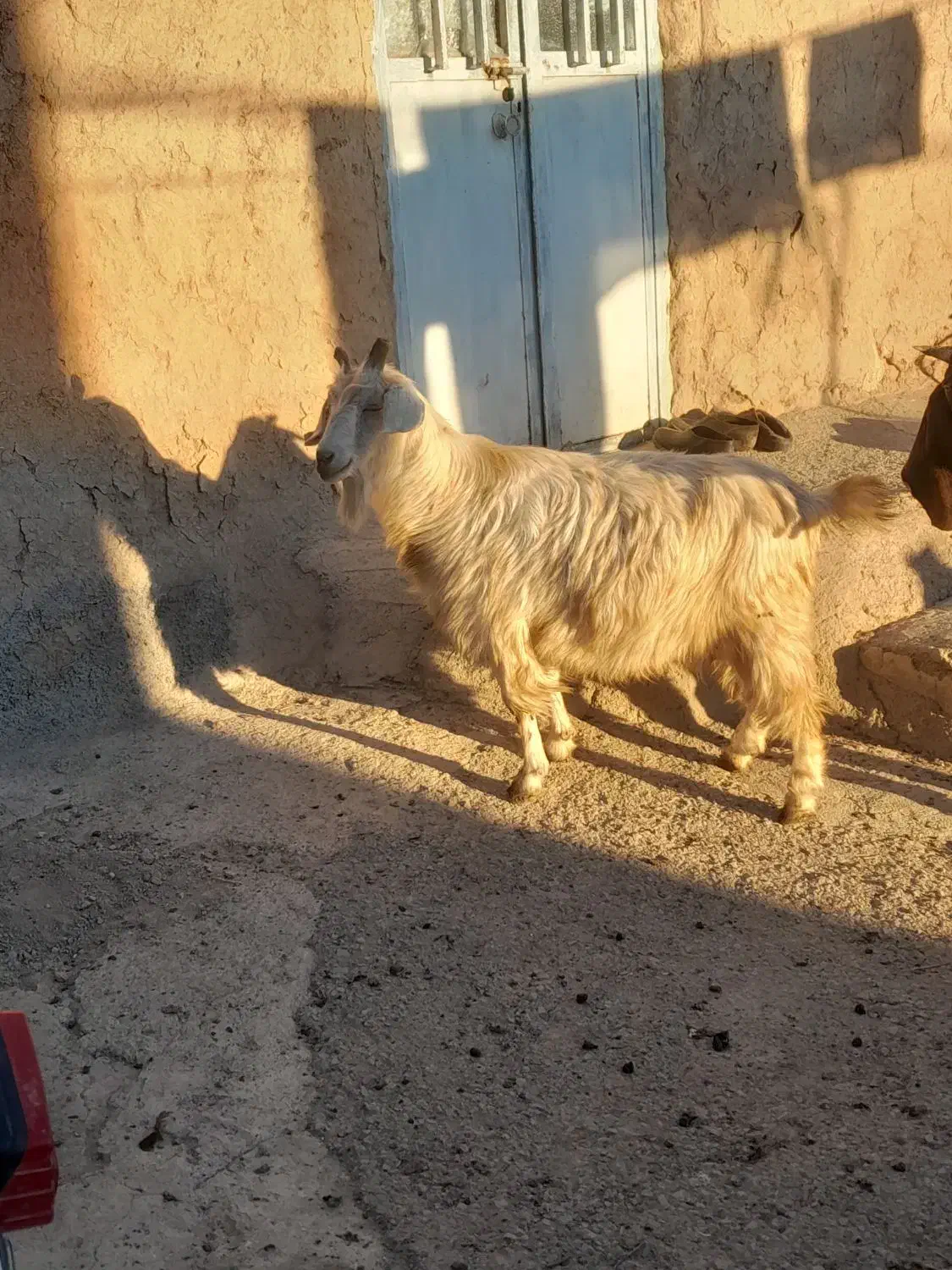 بز ماده|حیوانات مزرعه|ثمرین, |دیوار