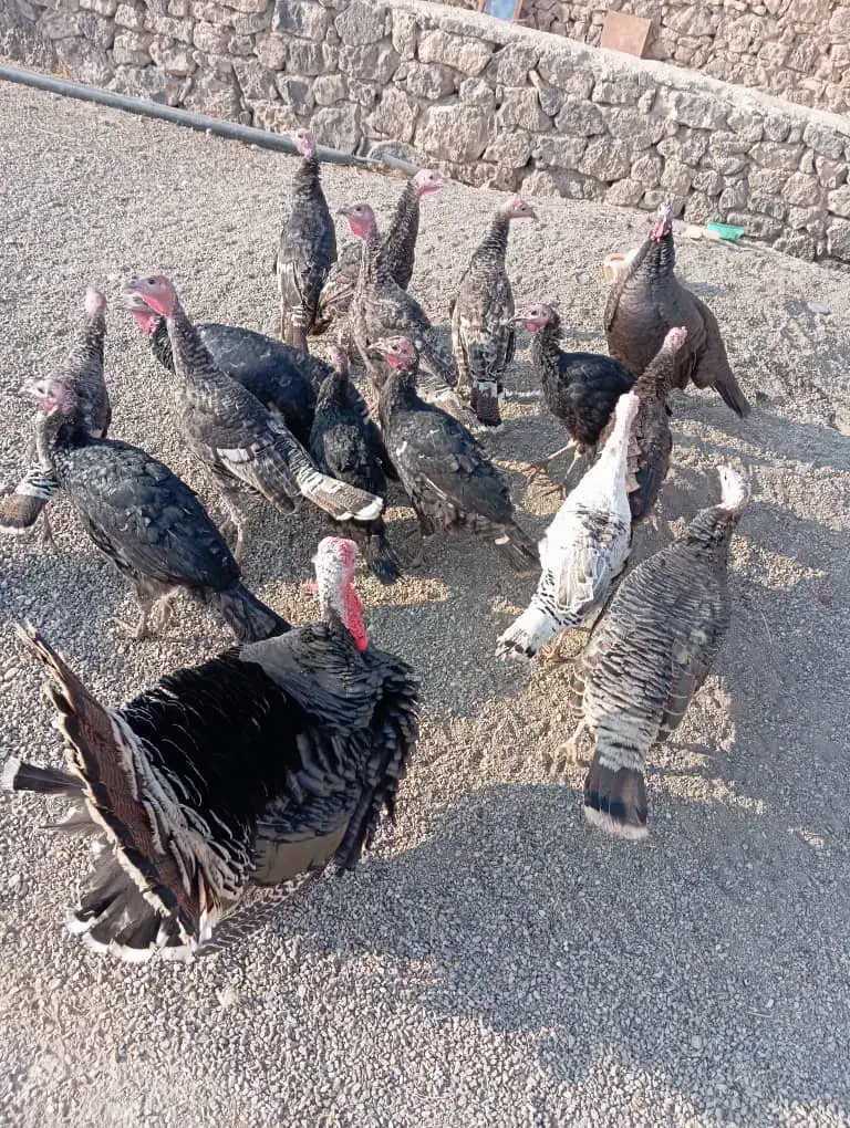 بوقلمون|حیوانات مزرعه|ماکو, |دیوار