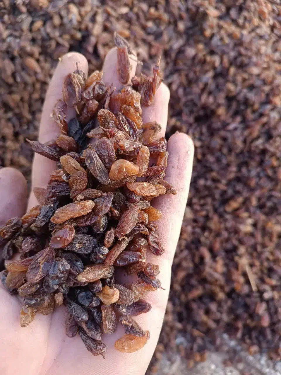 کشمش آفتابی|خوردنی و آشامیدنی|یزد, |دیوار