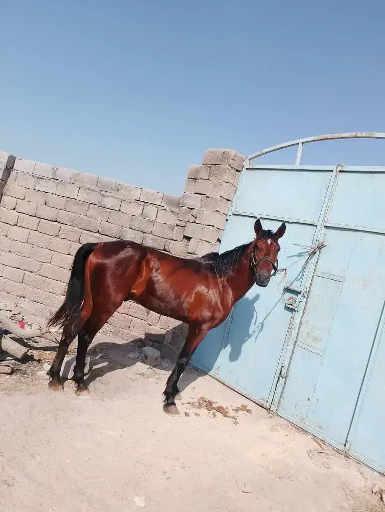 اسب ترکمن|اسب و تجهیزات اسبسواری|قشم, |دیوار