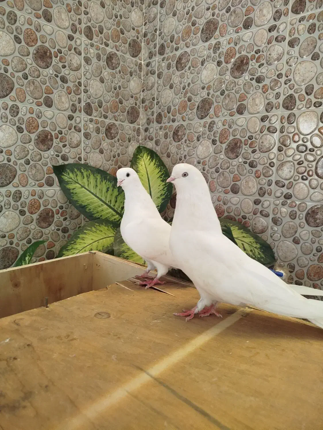 تهرانی نوک ریز|پرنده|شیروان (لرستان), |دیوار