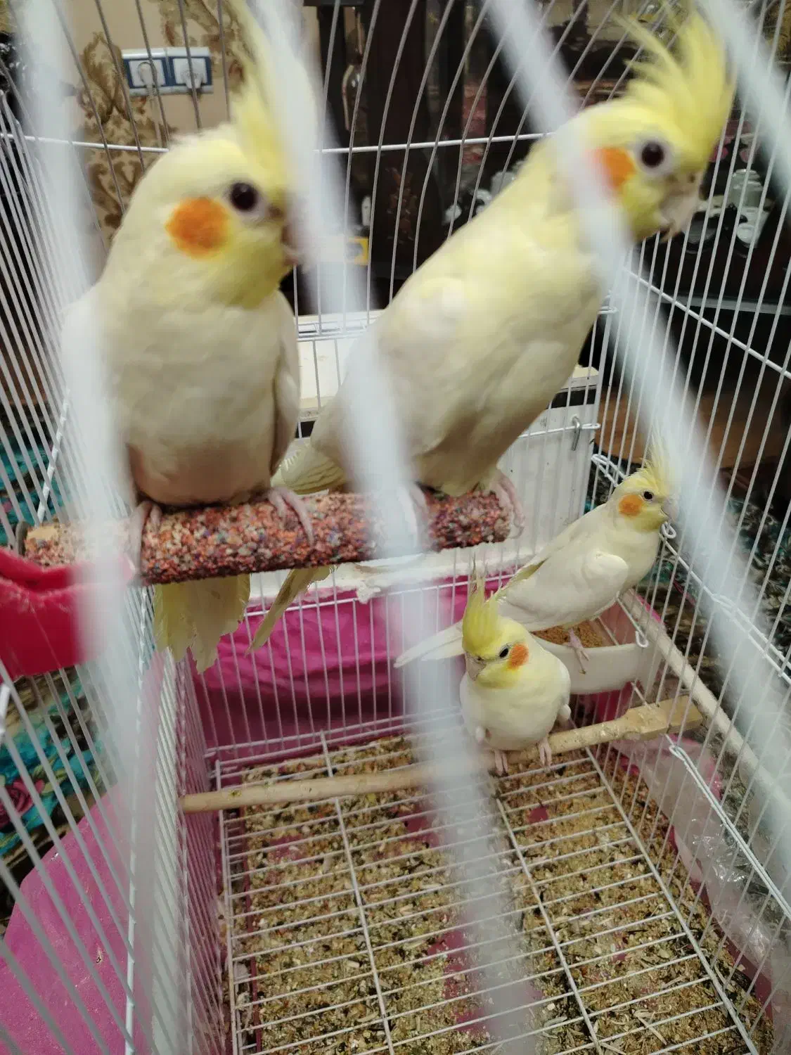 عروس لوتینوهلندی مولد4تا|پرنده|تبریز, |دیوار