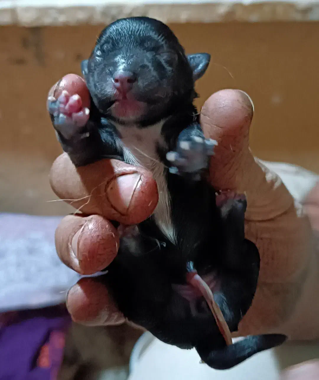 سگ شیتزو|سگ|پاکدشت, شهرک امام رضا|دیوار