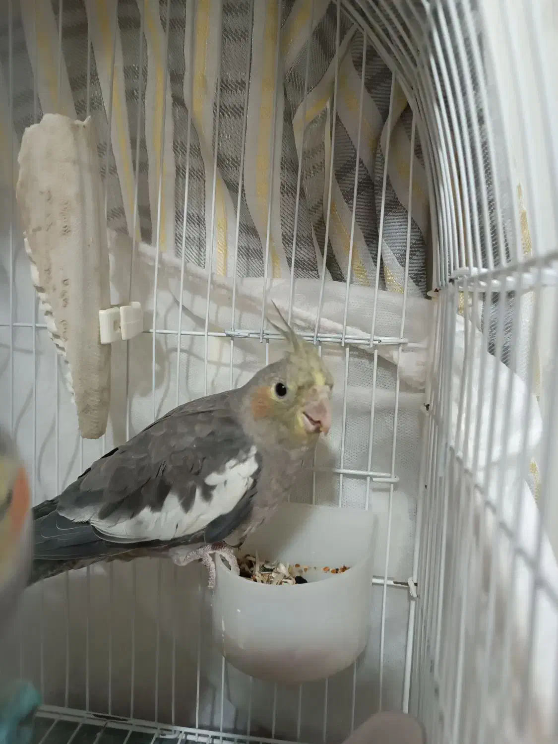 عروس هلندی ماده|پرنده|رشت, کوی غلام نیا|دیوار