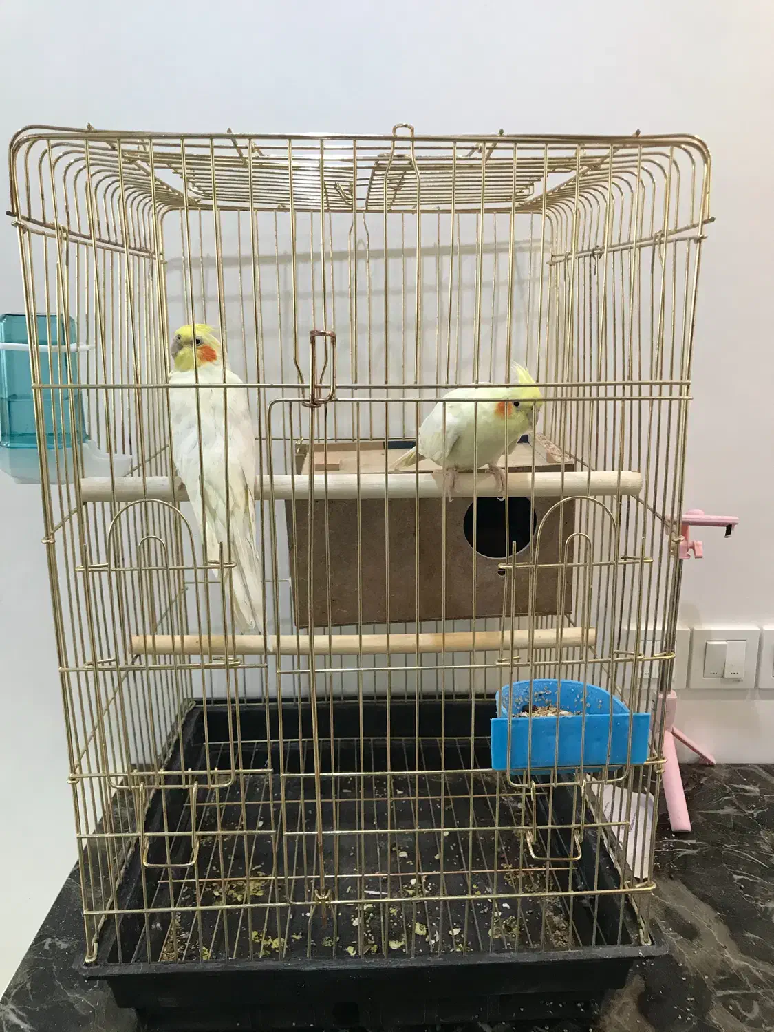 عروس هلندی جفت مولد|پرنده|قروه, |دیوار