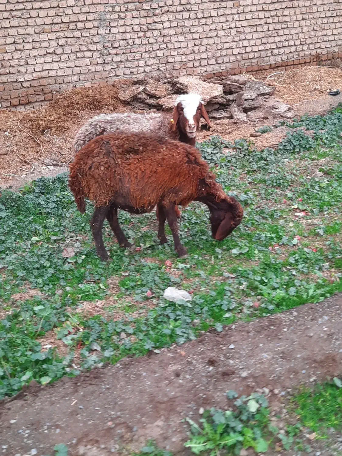 میش ابستن|حیوانات مزرعه|نیشابور, دهنو|دیوار