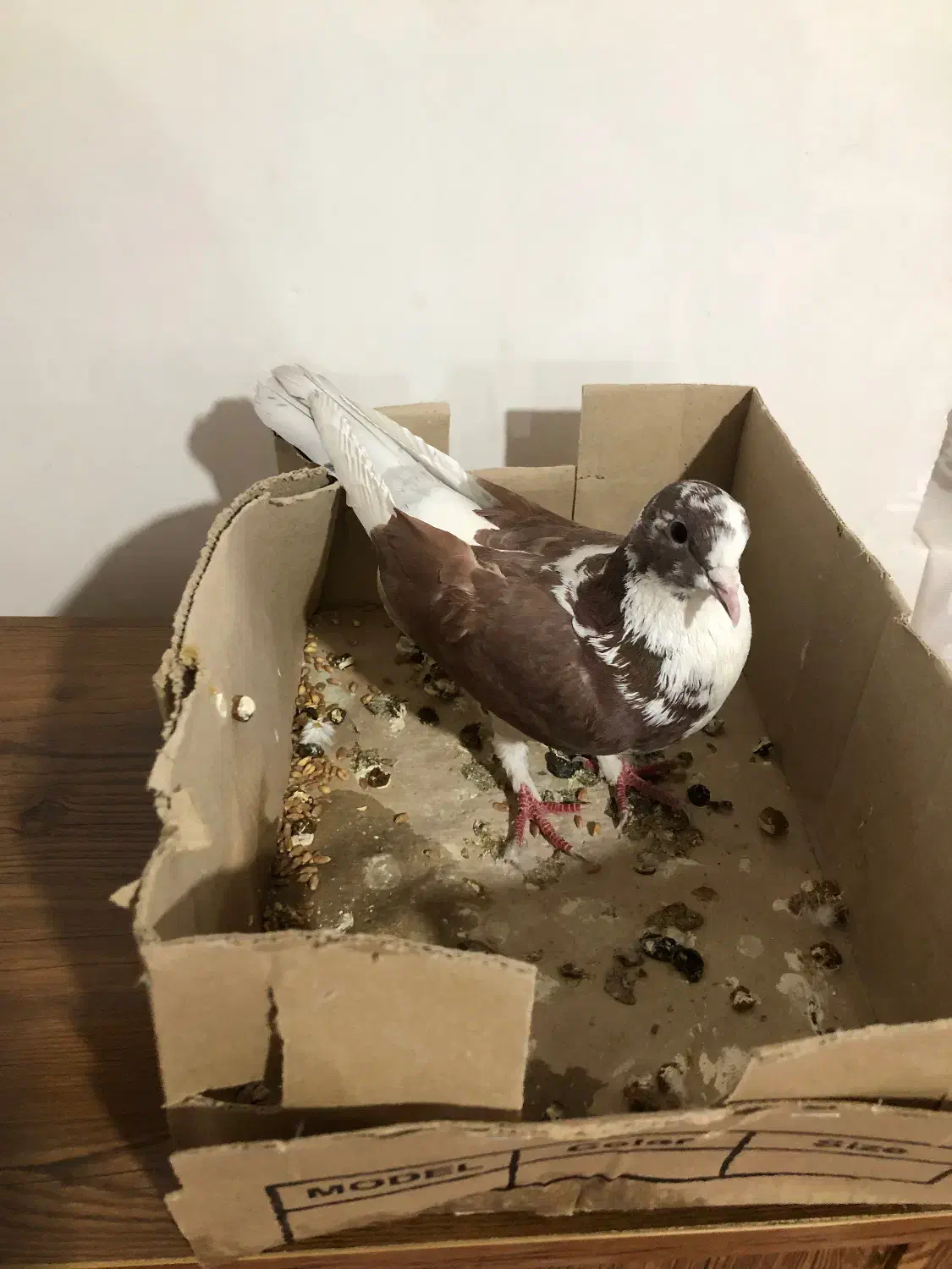 کبوتر|پرنده|بناب, |دیوار