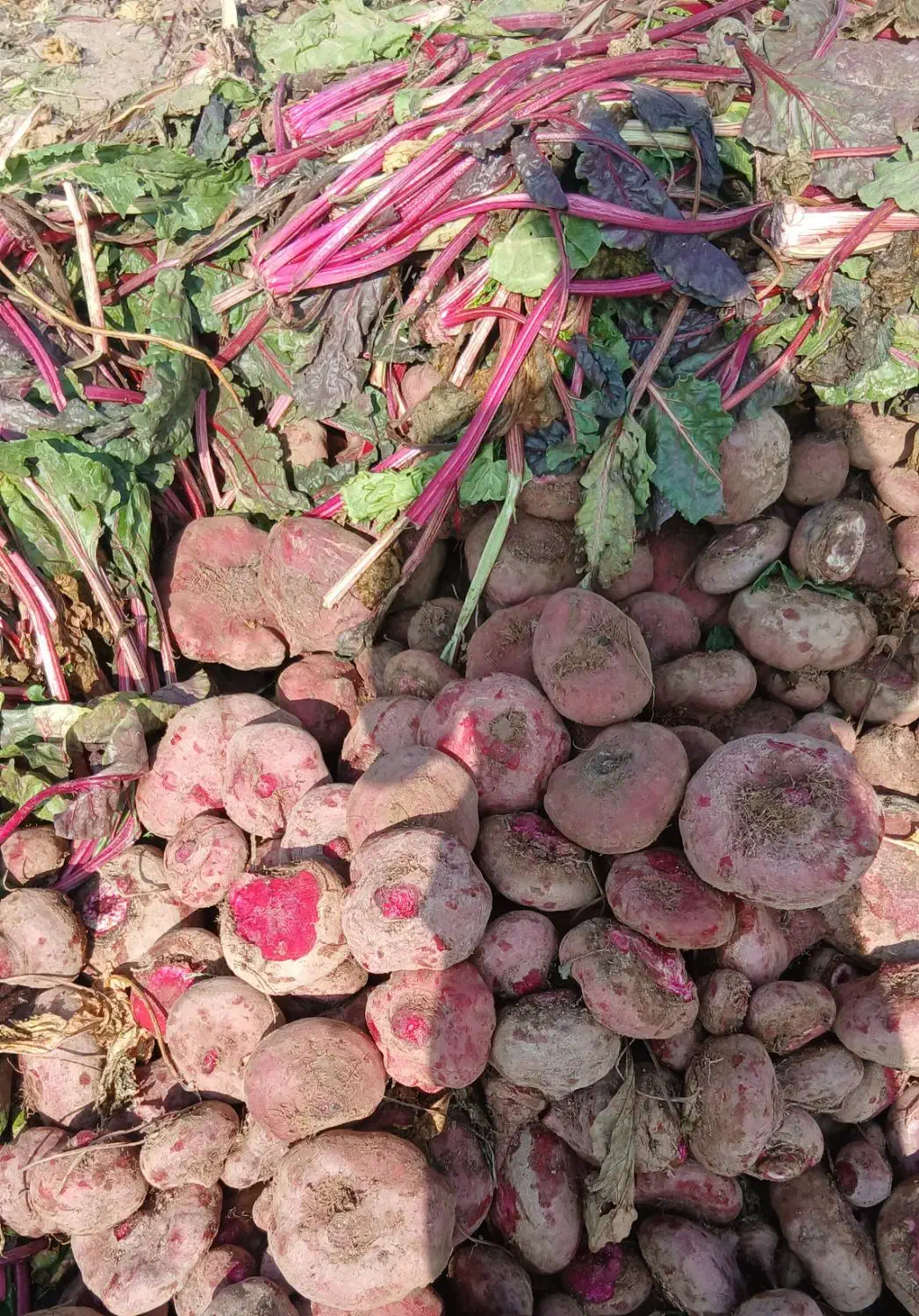 لبو شاهین تپه|فعالیت داوطلبانه|دشتابی, |دیوار