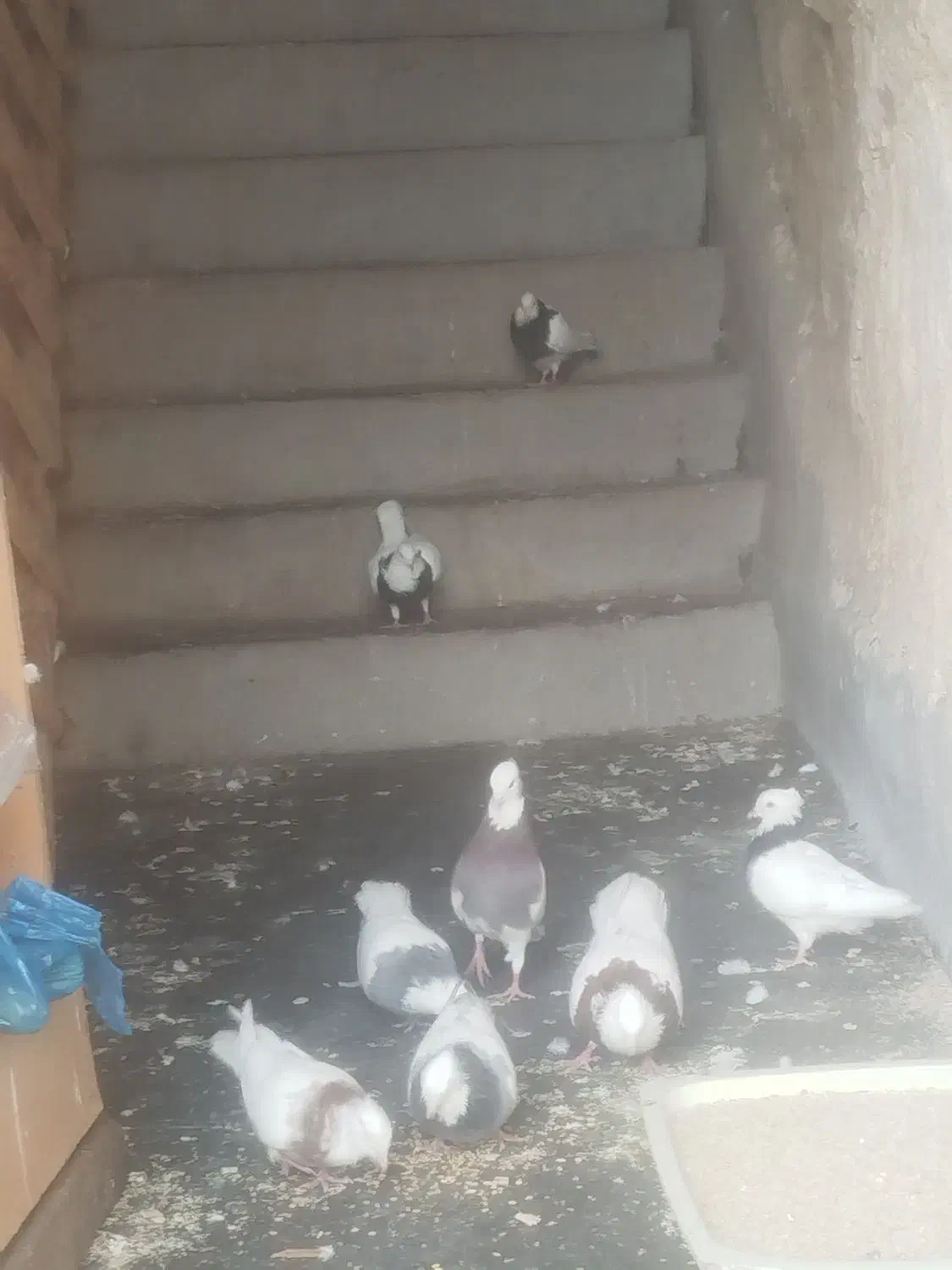 فروش پرنده خانگی کبوتر طوقی 8 عدد|پرنده|مسجد سلیمان, |دیوار