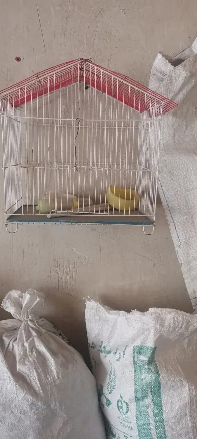 قفس عروس با وسایل آبخوری ودون خوریش|لوازم جانبی حیوانات|مرند, |دیوار
