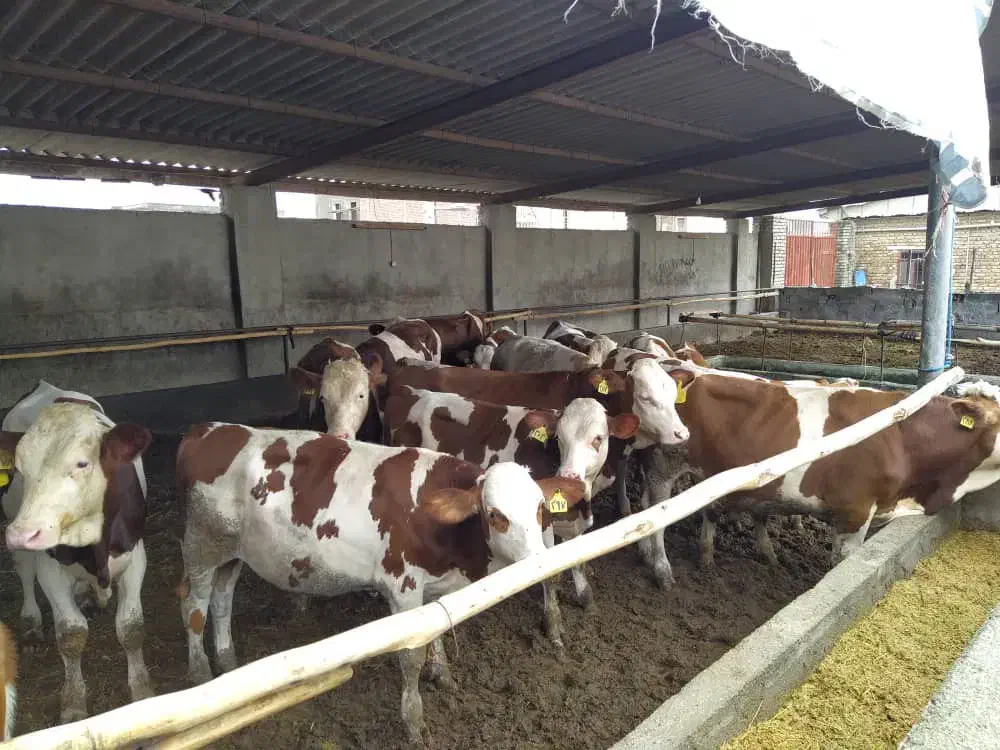 تهیه گوساله اصیل|حیوانات مزرعه|گنبد کاووس, |دیوار