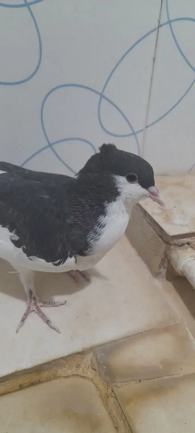 کبوتر کاکلی|پرنده|فرح دشت, |دیوار