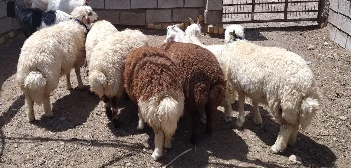 تعدادی بره پرواری|حیوانات مزرعه|گلپایگان, |دیوار