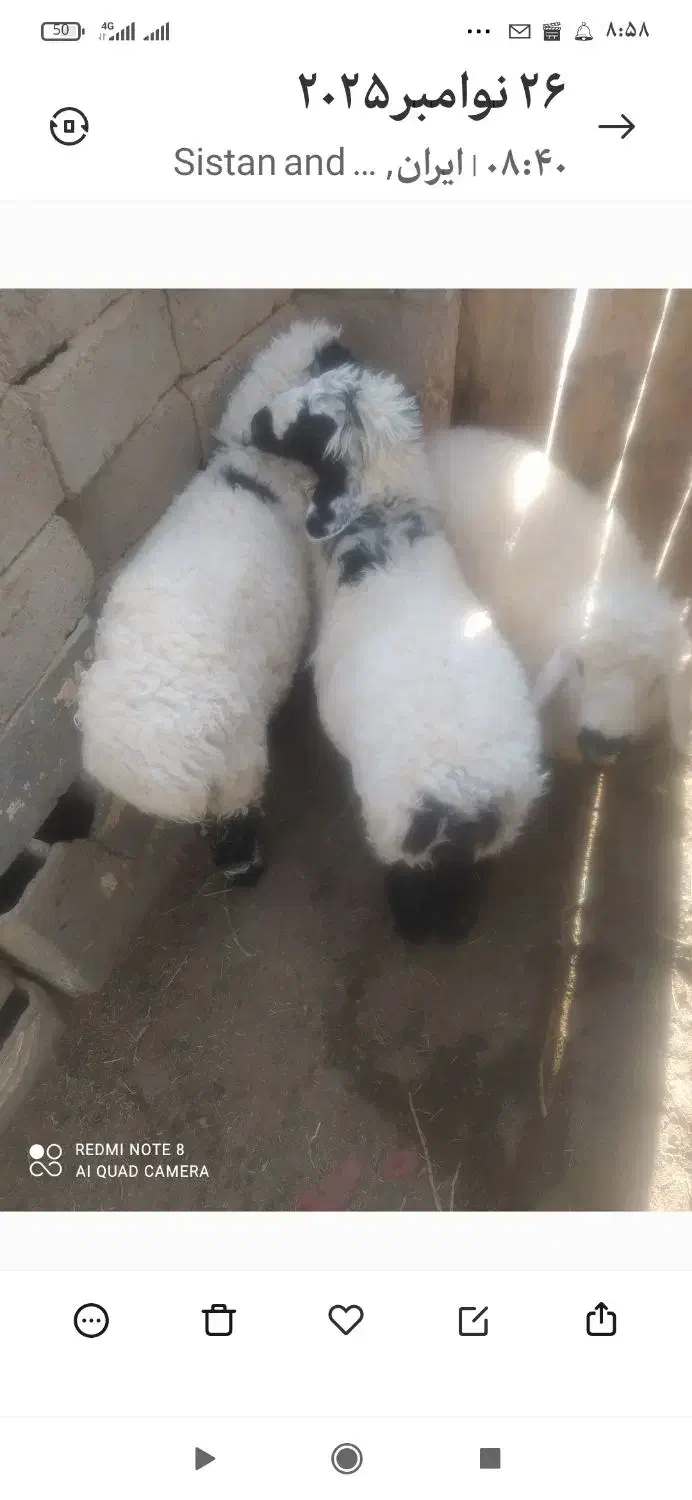 سه بره نر سنگین وزن ارکدام20کیلوگوشت|حیوانات مزرعه|زهک, |دیوار