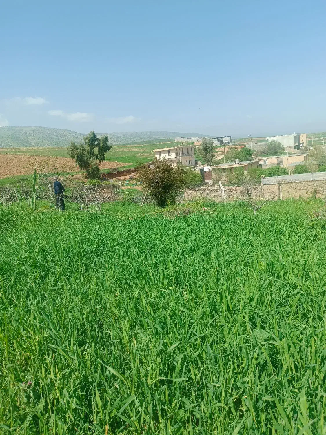 گندم دیم|لوازم جانبی حیوانات|شباب, |دیوار