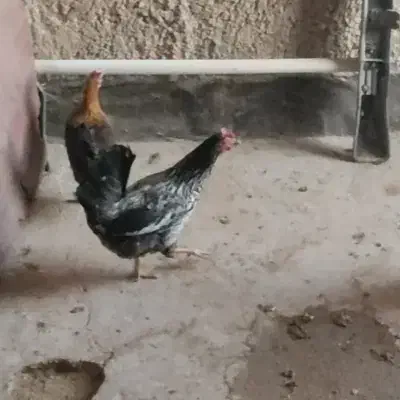 مرغ اصیل لری کرچ کرچ|حیوانات مزرعه|تهران, ترمینال جنوب|دیوار