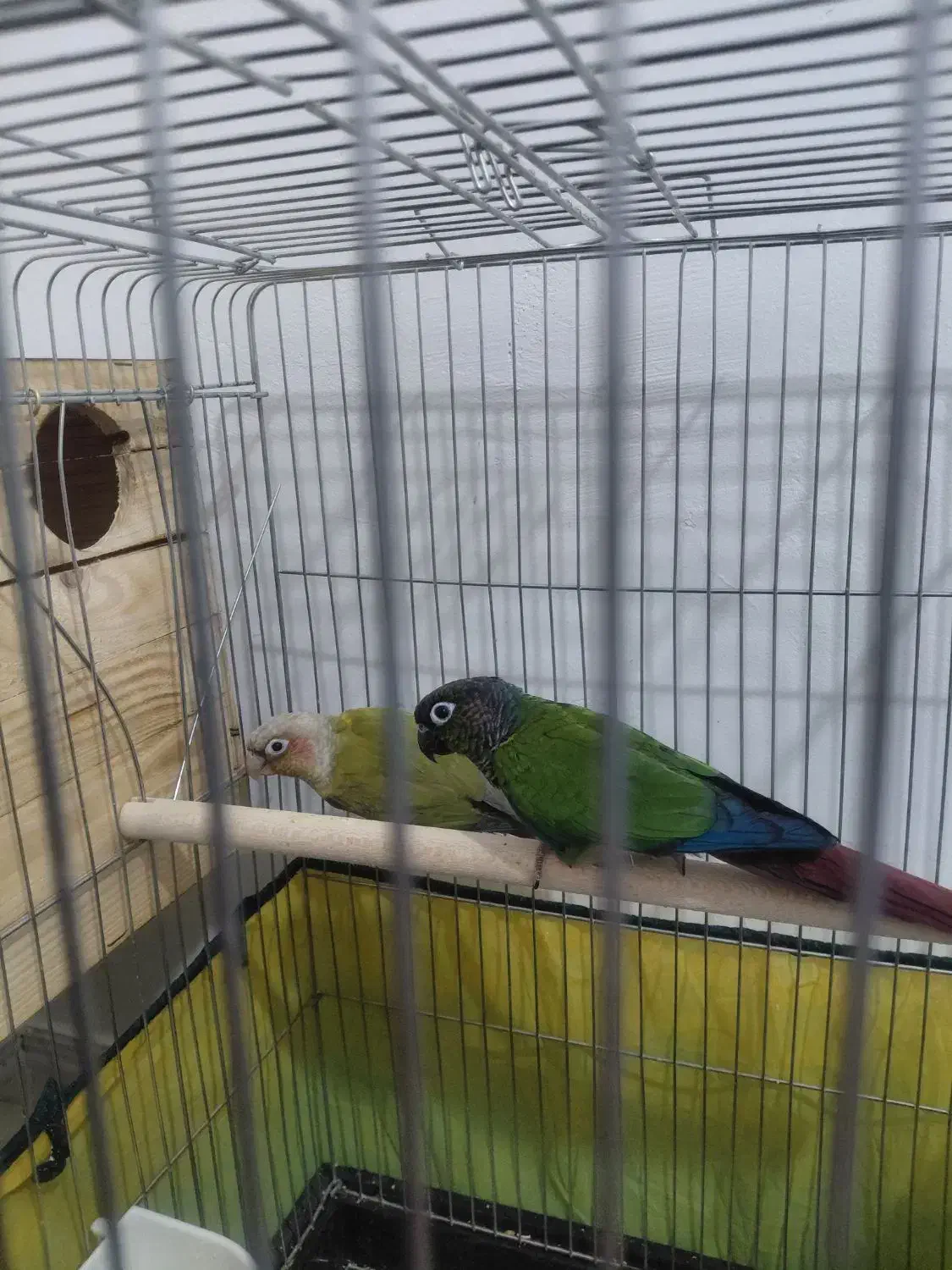 طوطی گرینچیک‌|پرنده|شیراز, درکی|دیوار