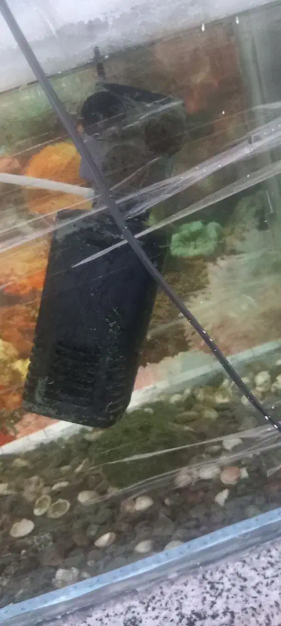 اکواریوم|لوازم جانبی حیوانات|سنندج, |دیوار