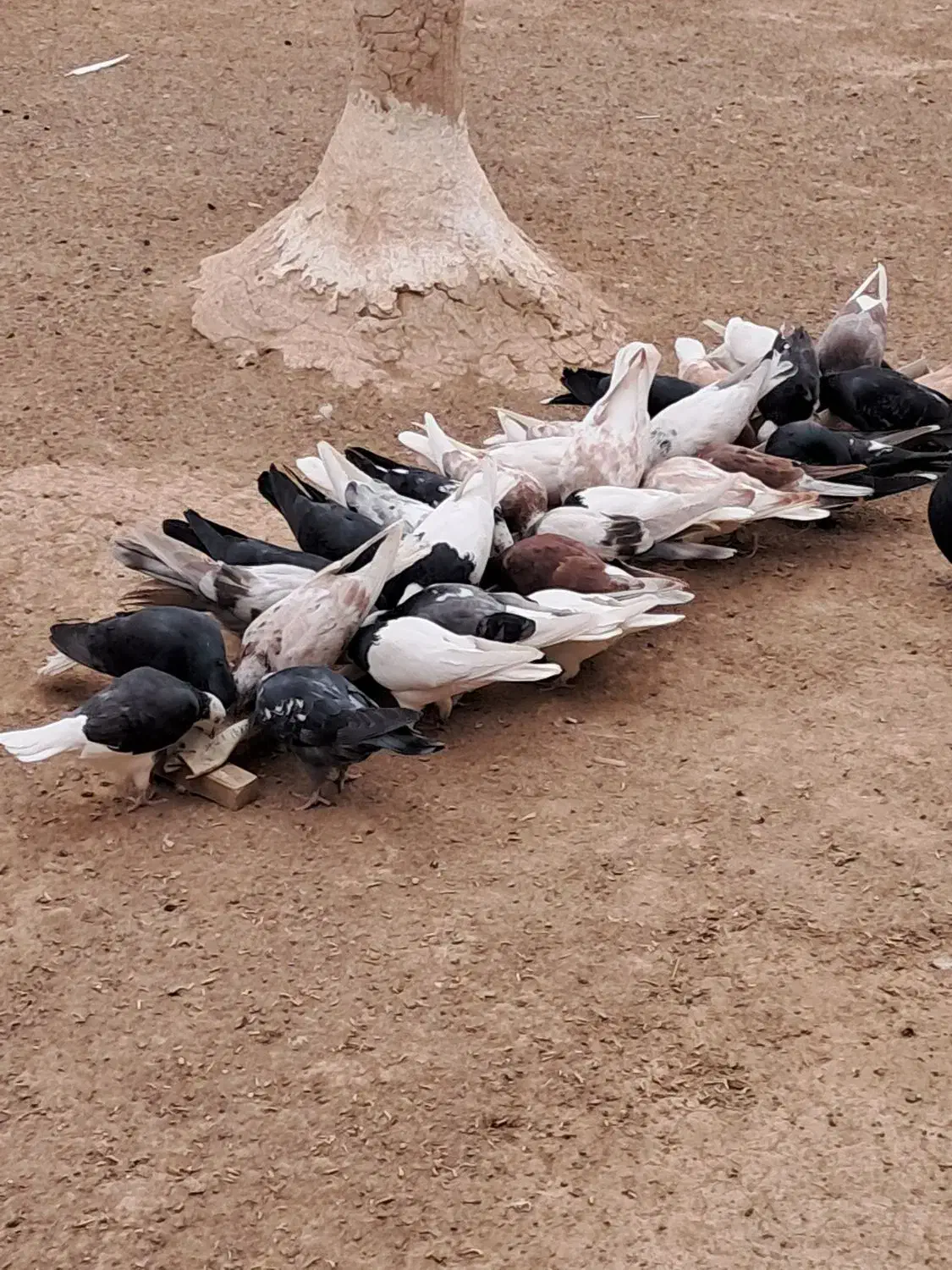 کبوترتهرونی وکاشونی|پرنده|برخوار, |دیوار