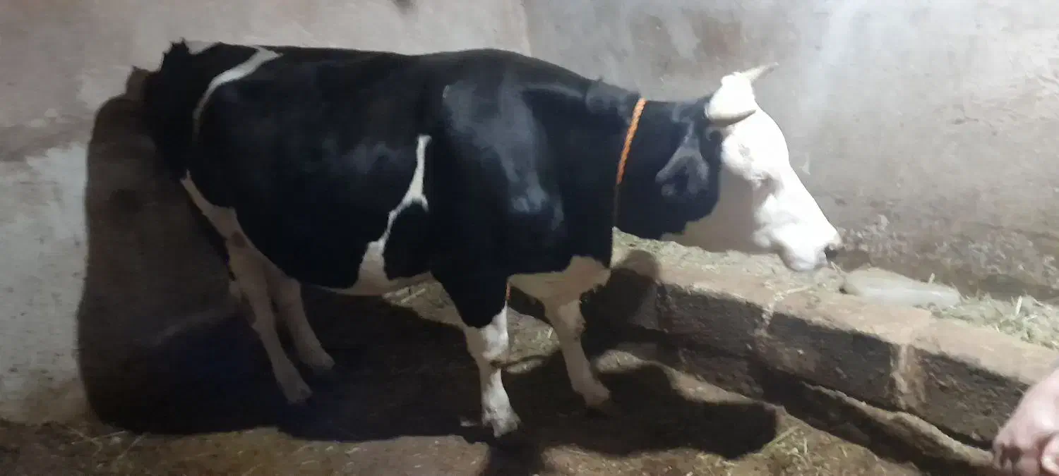 گاو شکم اول|حیوانات مزرعه|صومای برادوست, |دیوار