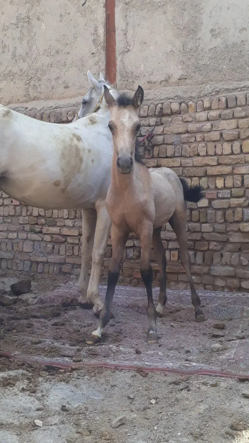 کره نریان|اسب و تجهیزات اسب‌سواری|الوند, |دیوار