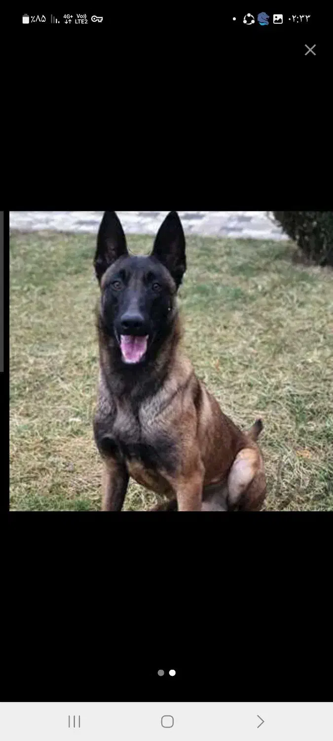 سگ بلژین مالینویز|سگ|شیراز, تاچارا|دیوار