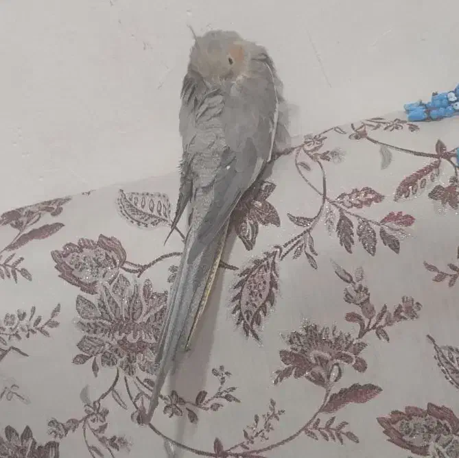 عروس هندی گم شده سی متری پژوهنده خیلی وابستشیم|حیوانات|خرم‌آباد, |دیوار