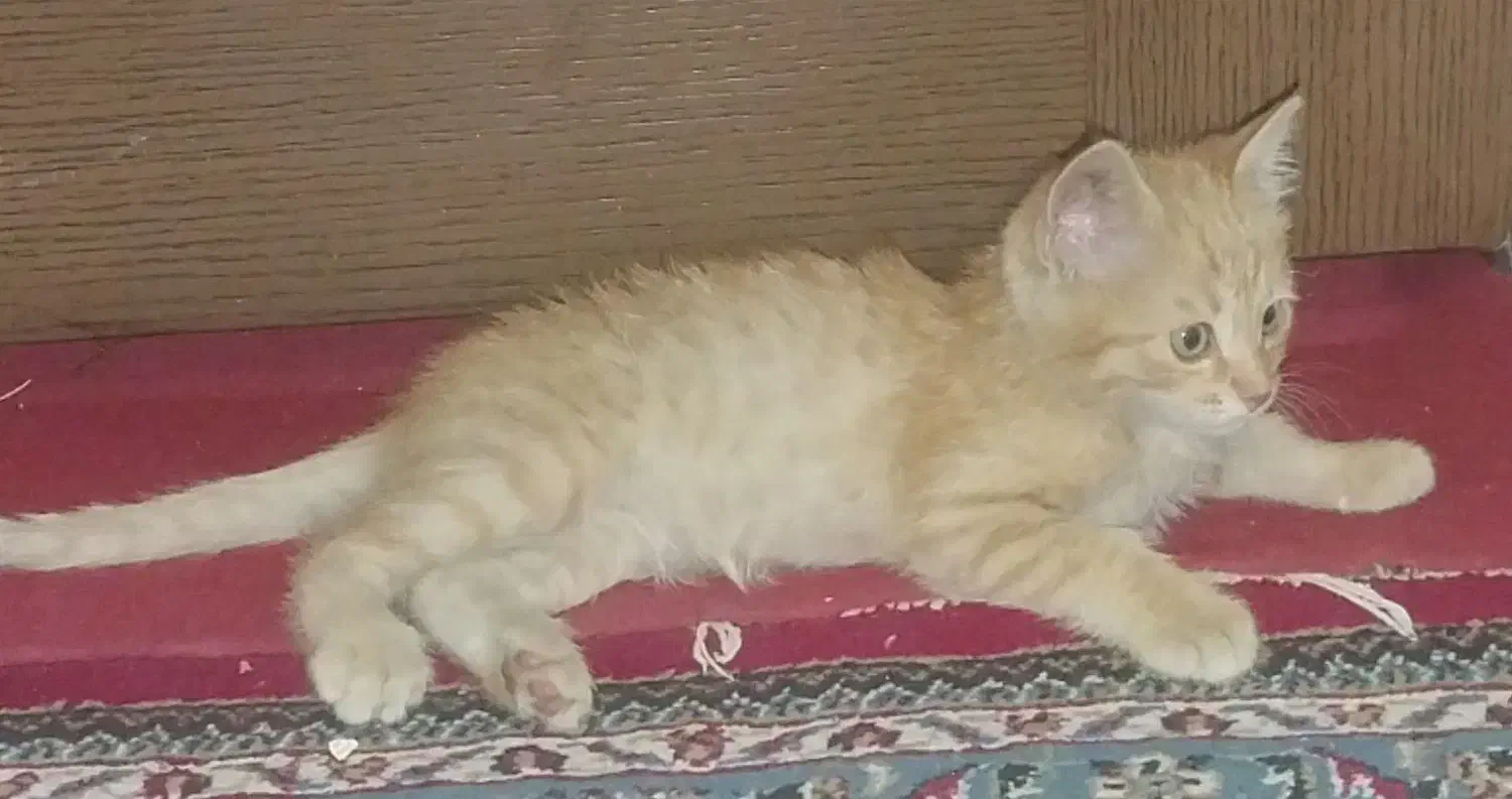 بچه گربه|گربه|خمینی‌شهر, |دیوار