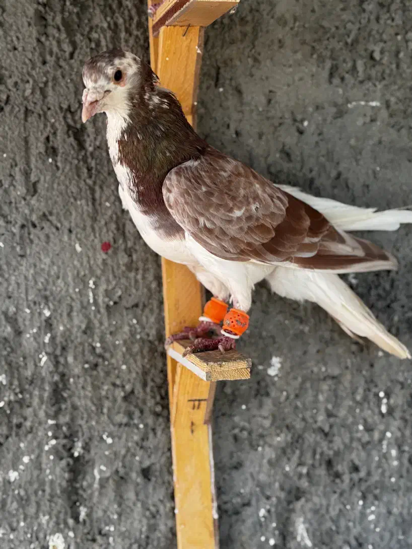 کفتر رنگه پرشی ابلغ دمبی سوسکی چپ|پرنده|مشهد, آزادشهر|دیوار