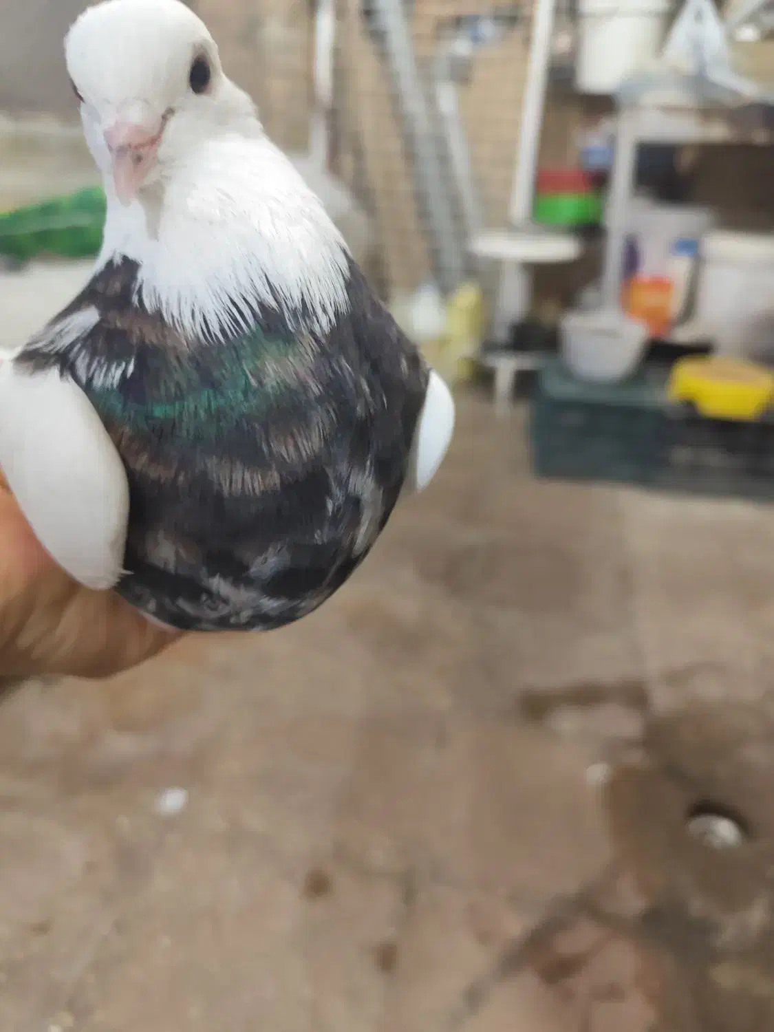 طوقی|پرنده|شوشتر, |دیوار