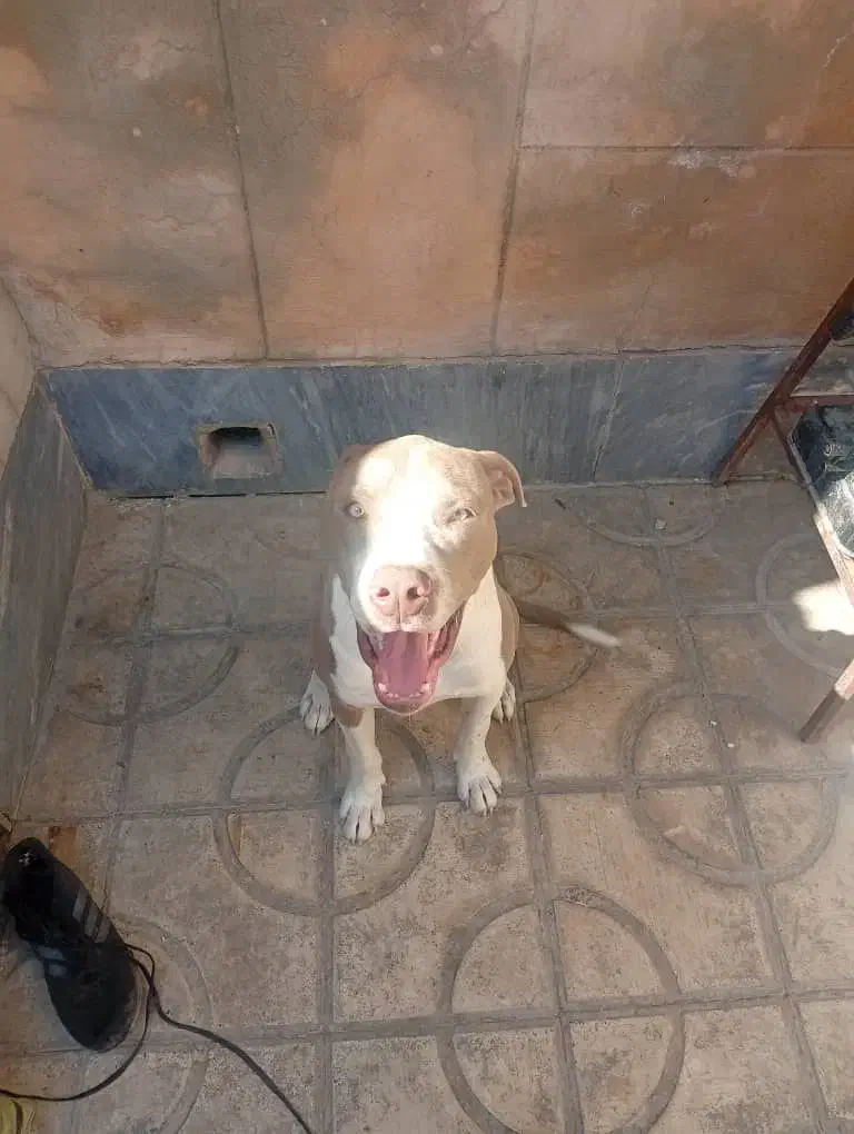 پیتبول چهارماهه|سگ|شیراز, سلطان آباد|دیوار