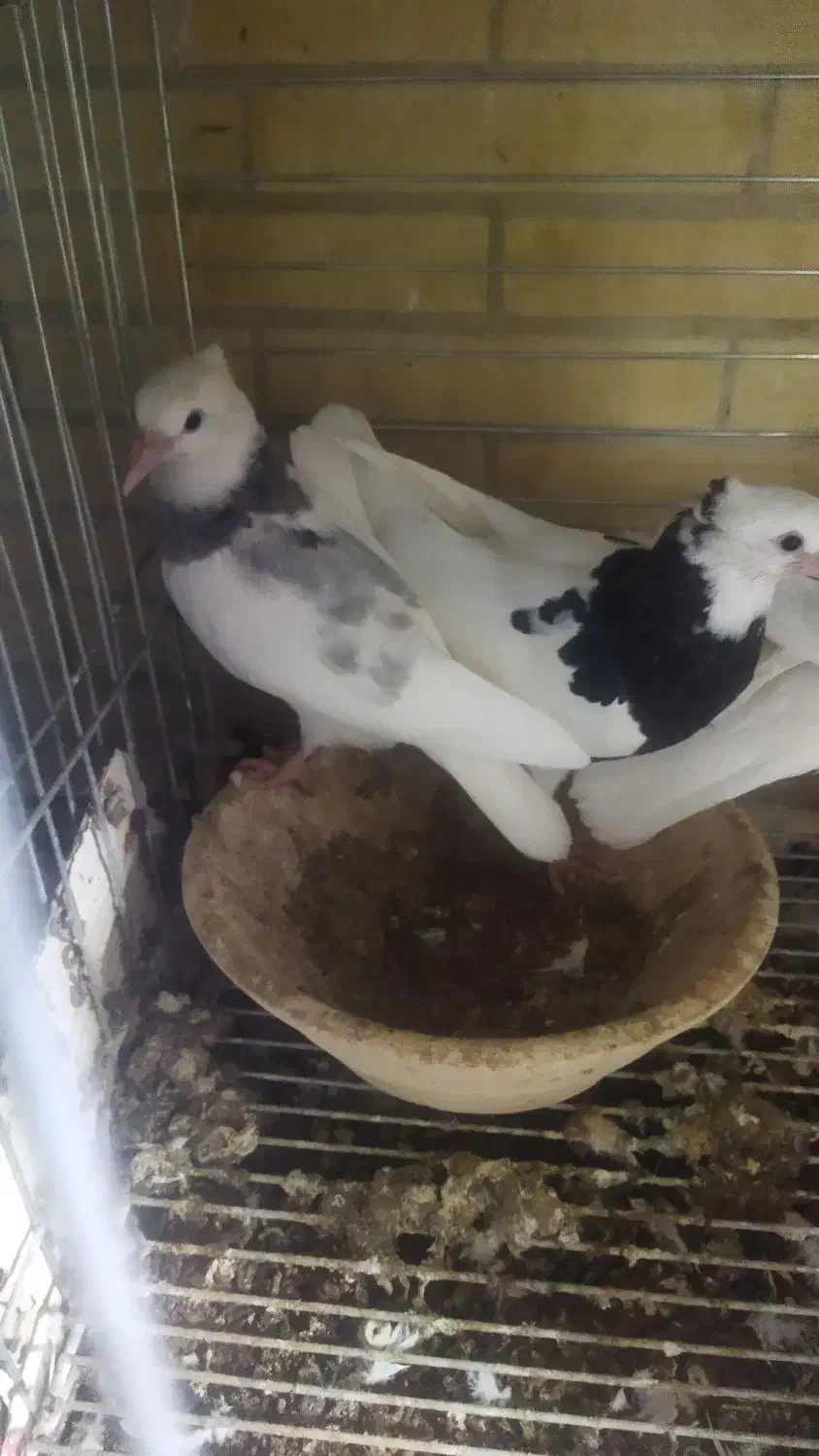 فروش جوجه دون خور طوقی|پرنده|اشکذر, |دیوار