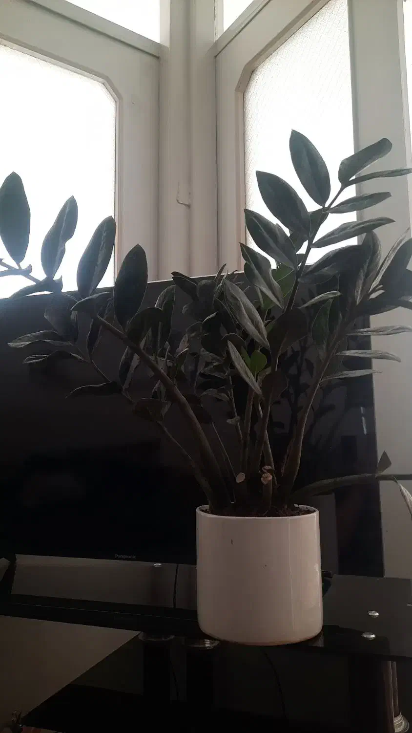 گل زام..بلک|گل و گیاه طبیعی|قم, لسانی|دیوار