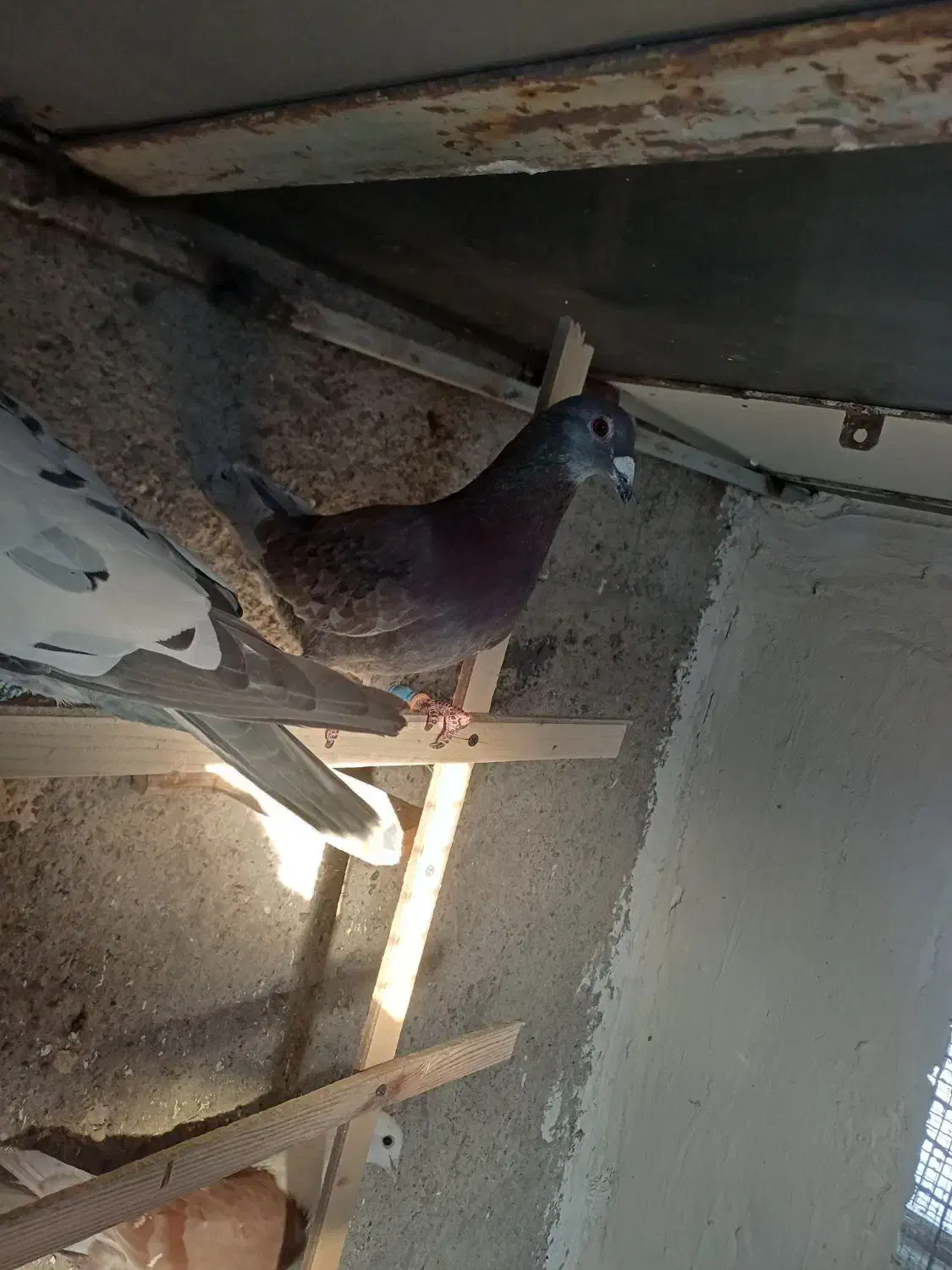 پیازی لک دار|پرنده|الوند, |دیوار