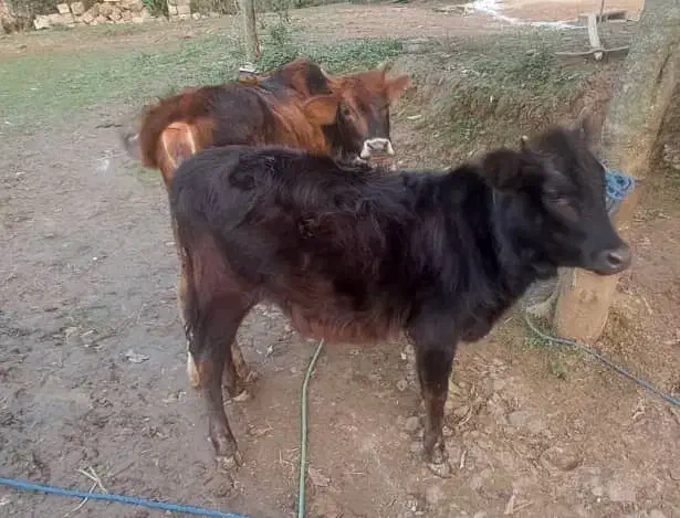 گاو|حیوانات مزرعه|رشت, کوی مهر|دیوار