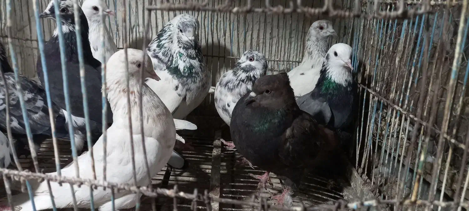 کبوتر ۱۲ عدد|پرنده|کاشان, امیرکبیر|دیوار