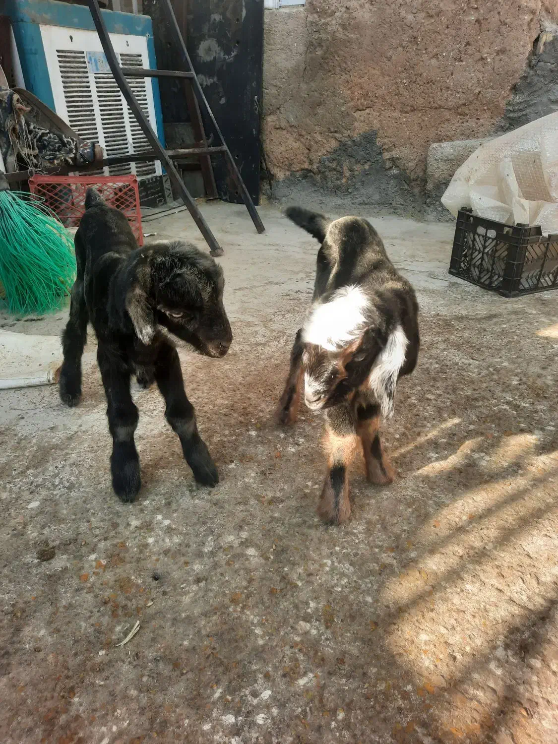 کهره شیری|حیوانات مزرعه|مرودشت, مجد آباد|دیوار