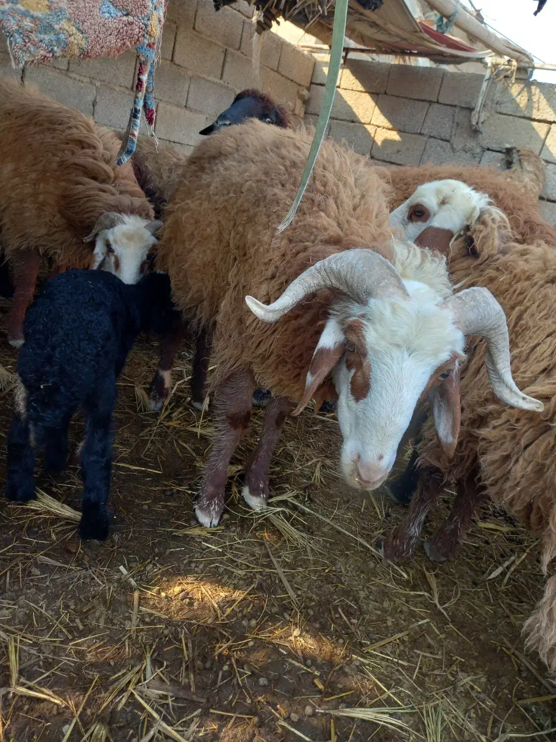 شادگان|حیوانات مزرعه|شادگان, |دیوار