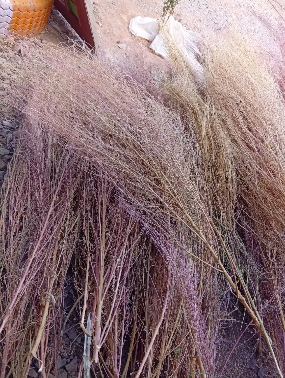 جارو|لوازم نظافت|کنگاور, |دیوار